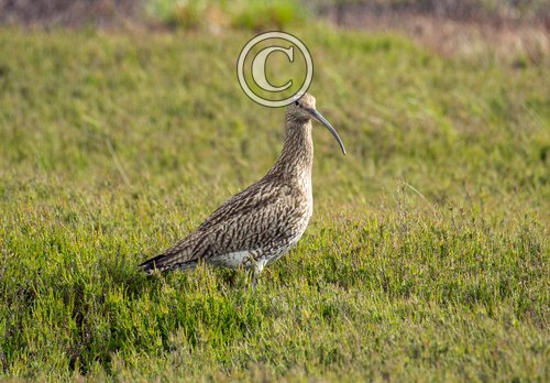    Common Curlew DM2049